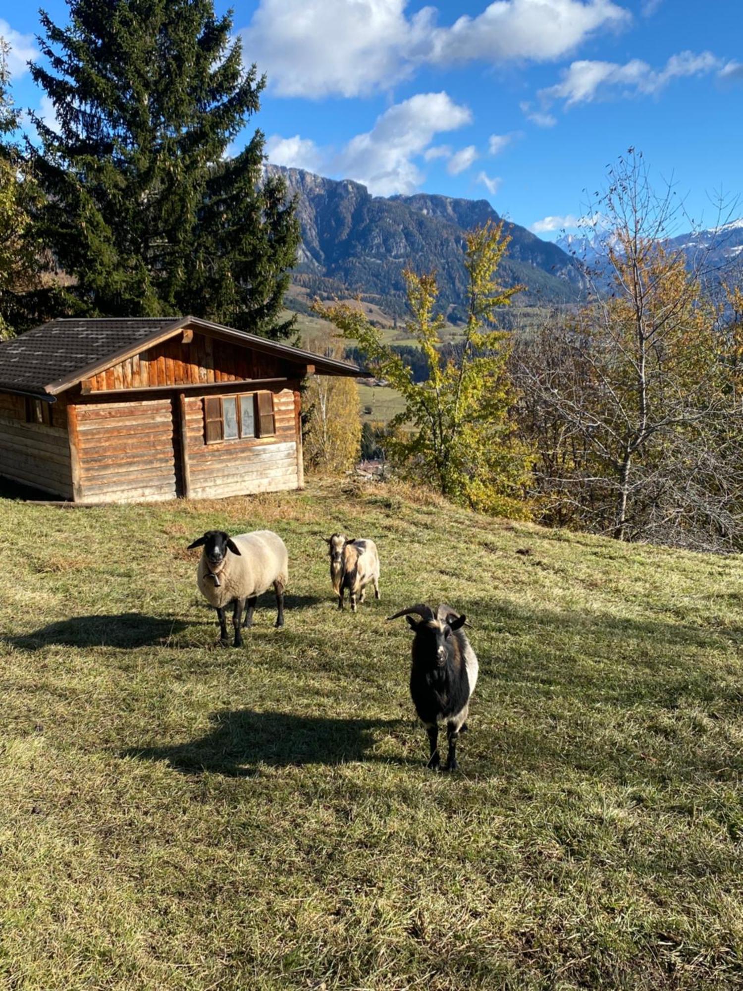 Encia'S Home Dolomiti Castello-Molina di Fiemme Eksteriør bilde